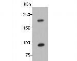 Terminal uridylyltransferase 4 Antibody in Western Blot (WB)
