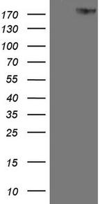 ERBB3 Antibody in Western Blot (WB)