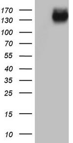 ERBB4 Antibody in Western Blot (WB)