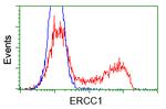 ERCC1 Antibody in Flow Cytometry (Flow)