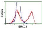 ERCC1 Antibody in Flow Cytometry (Flow)