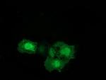 ERCC1 Antibody in Immunocytochemistry (ICC/IF)