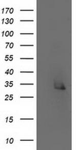 ERCC1 Antibody in Western Blot (WB)