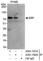 ERF Antibody in Immunoprecipitation (IP)