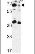 GSPT2 Antibody in Western Blot (WB)