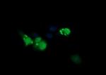 ERG Antibody in Immunocytochemistry (ICC/IF)