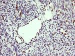 ERG Antibody in Immunohistochemistry (Paraffin) (IHC (P))