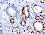 ERG Antibody in Immunohistochemistry (Paraffin) (IHC (P))