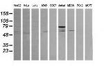 ERG Antibody in Western Blot (WB)