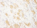 ERK2 Antibody in Immunohistochemistry (IHC)