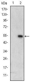 ERK3 Antibody in Western Blot (WB)