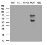 ESRRA Antibody in Western Blot (WB)