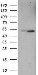 ETF1 Antibody in Western Blot (WB)