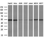 ETS2 Antibody in Western Blot (WB)