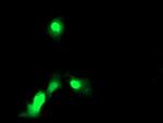 EXOSC7 Antibody in Immunocytochemistry (ICC/IF)