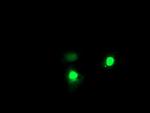 EXOSC7 Antibody in Immunocytochemistry (ICC/IF)