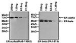 Estrogen Receptor alpha Antibody in Western Blot (WB)