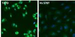 Estrogen Receptor alpha Antibody in Immunocytochemistry (ICC/IF)