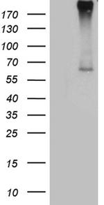 F10 Antibody in Western Blot (WB)