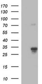 F11R Antibody in Western Blot (WB)