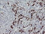 F13A1 Antibody in Immunohistochemistry (Paraffin) (IHC (P))