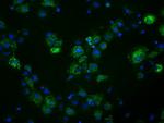 FAHD2A Antibody in Immunocytochemistry (ICC/IF)