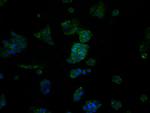 FAHD2A Antibody in Immunocytochemistry (ICC/IF)