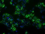 FAHD2A Antibody in Immunocytochemistry (ICC/IF)