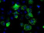 FAHD2A Antibody in Immunocytochemistry (ICC/IF)