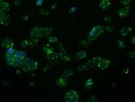 FAHD2A Antibody in Immunocytochemistry (ICC/IF)