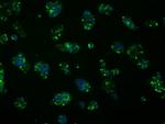 FAHD2A Antibody in Immunocytochemistry (ICC/IF)