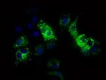 FAHD2A Antibody in Immunocytochemistry (ICC/IF)