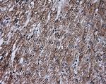 FAHD2A Antibody in Immunohistochemistry (Paraffin) (IHC (P))