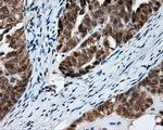 FAHD2A Antibody in Immunohistochemistry (Paraffin) (IHC (P))