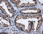 FAHD2A Antibody in Immunohistochemistry (Paraffin) (IHC (P))