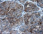 FAHD2A Antibody in Immunohistochemistry (Paraffin) (IHC (P))