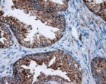 FAHD2A Antibody in Immunohistochemistry (Paraffin) (IHC (P))