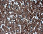 FAHD2A Antibody in Immunohistochemistry (Paraffin) (IHC (P))