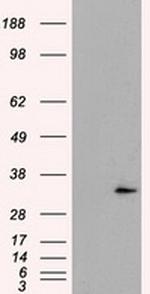 FAHD2A Antibody in Western Blot (WB)