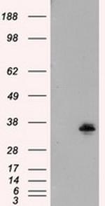 FAHD2A Antibody in Western Blot (WB)