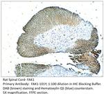 FAK1 Antibody in Immunohistochemistry (IHC)