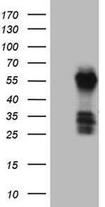 FAM131C Antibody in Western Blot (WB)