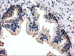 FAM40A Antibody in Immunohistochemistry (Paraffin) (IHC (P))