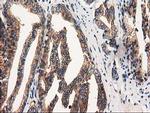 FAM40A Antibody in Immunohistochemistry (Paraffin) (IHC (P))