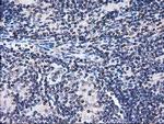 FAM40A Antibody in Immunohistochemistry (Paraffin) (IHC (P))