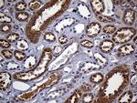 FAM54A Antibody in Immunohistochemistry (Paraffin) (IHC (P))