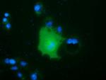 FAM84B Antibody in Immunocytochemistry (ICC/IF)