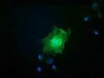 FAM84B Antibody in Immunocytochemistry (ICC/IF)