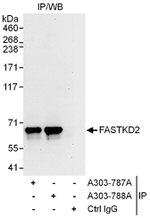 FASTKD2 Antibody in Immunoprecipitation (IP)