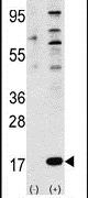 FAU Antibody in Western Blot (WB)